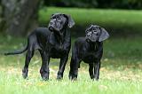 CANE CORSO 1209